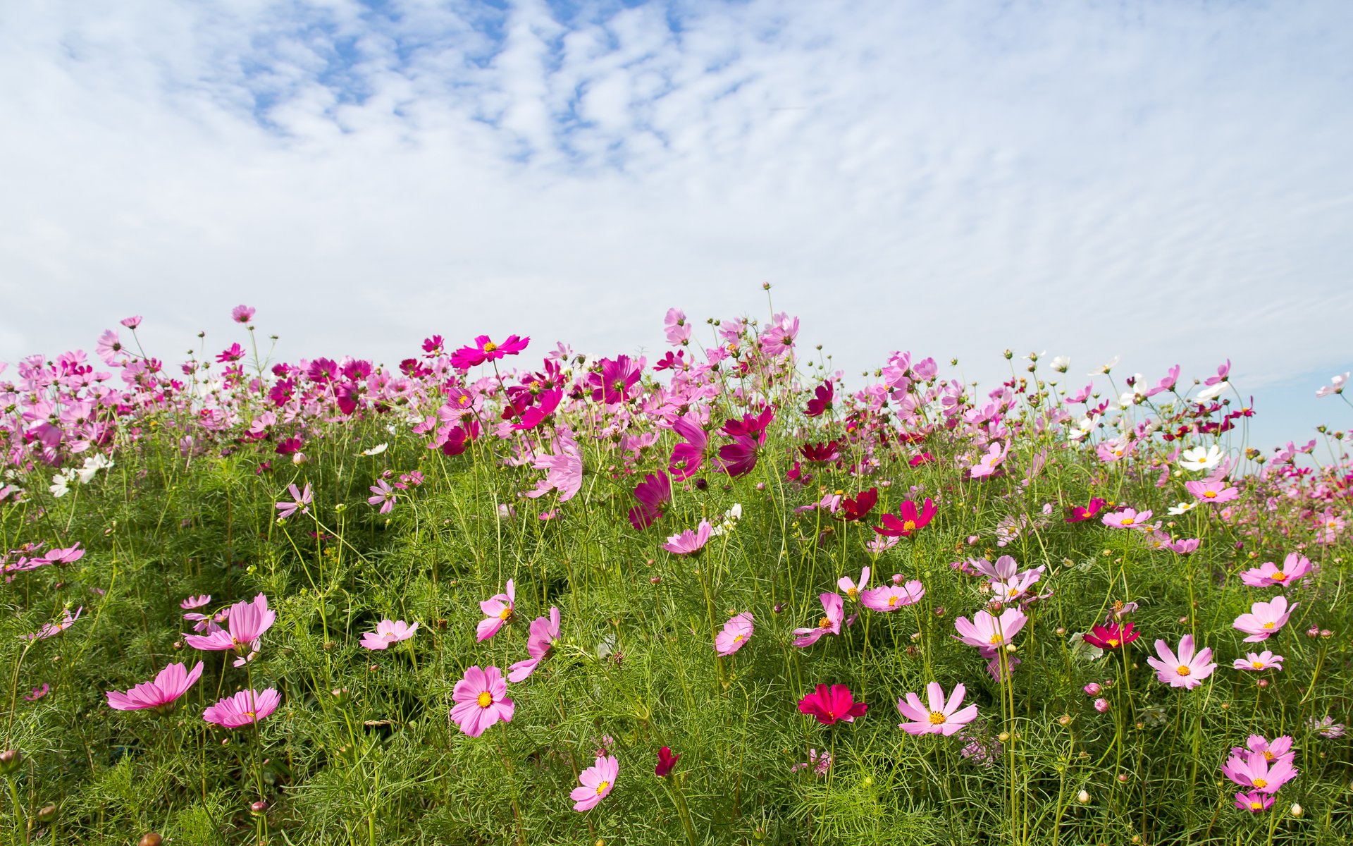 Green field with pink wildflowers - WUXGA wallpapers in 1920x1200 resolution