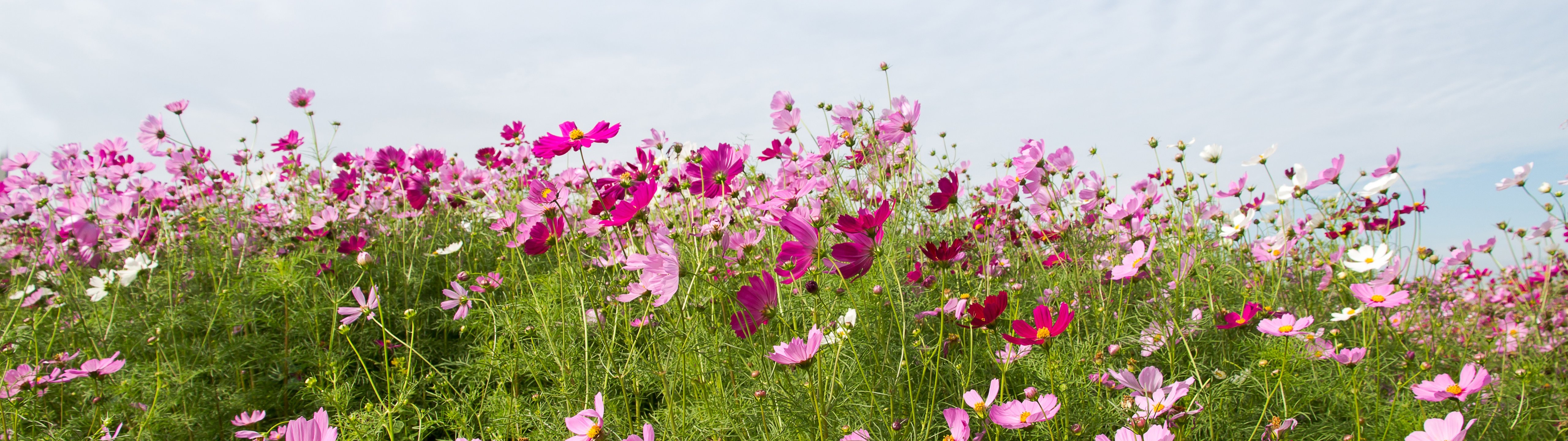 Green field with pink wildflowers - UltraWide 32:9 wallpapers in 5120x1440 resolution