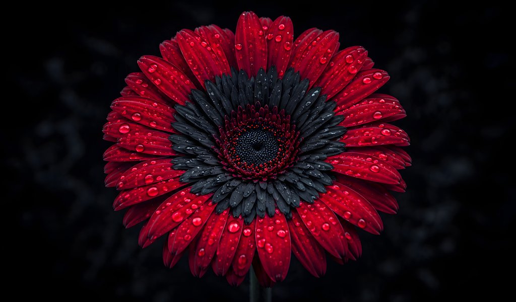 Red and Black Gerbera with Dew - WSVGA wallpapers in 1024x600 resolution