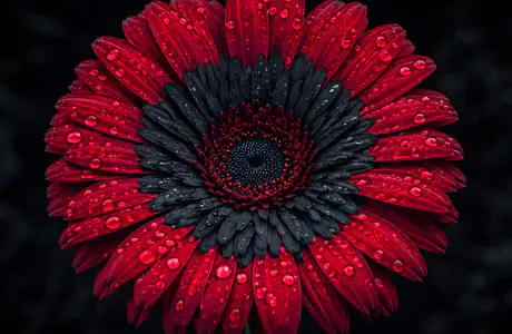 XGA+ wallpapers (1152x864): gerberas, petals, dew, macro