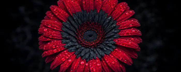 UltraWide 21:9 Nature wallpapers (2560x1080): gerberas, petals, dew, macro