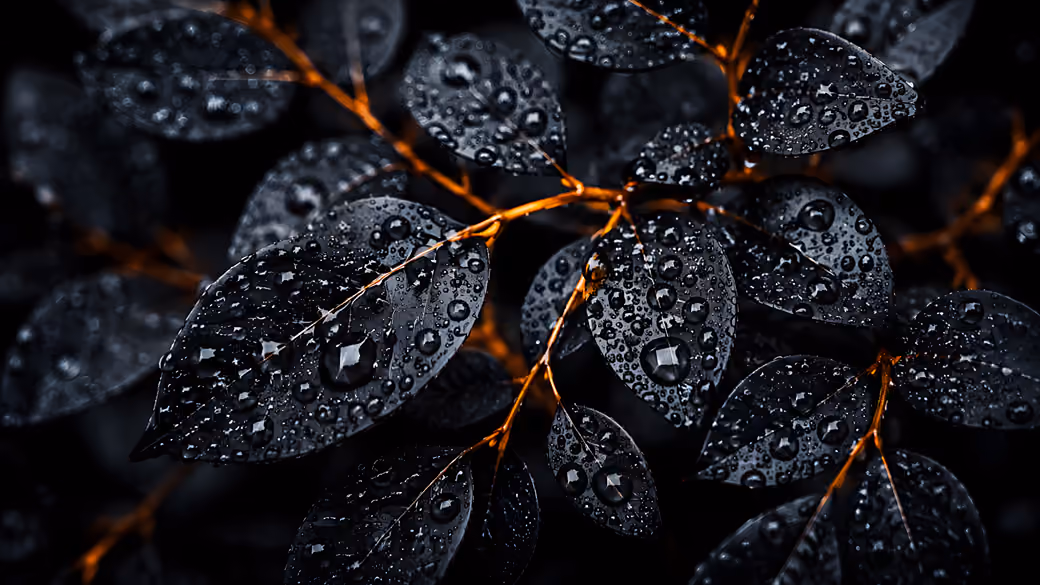 Black Leaves with Dew Drops Close-Up — desktop and phone wallpaper, free download