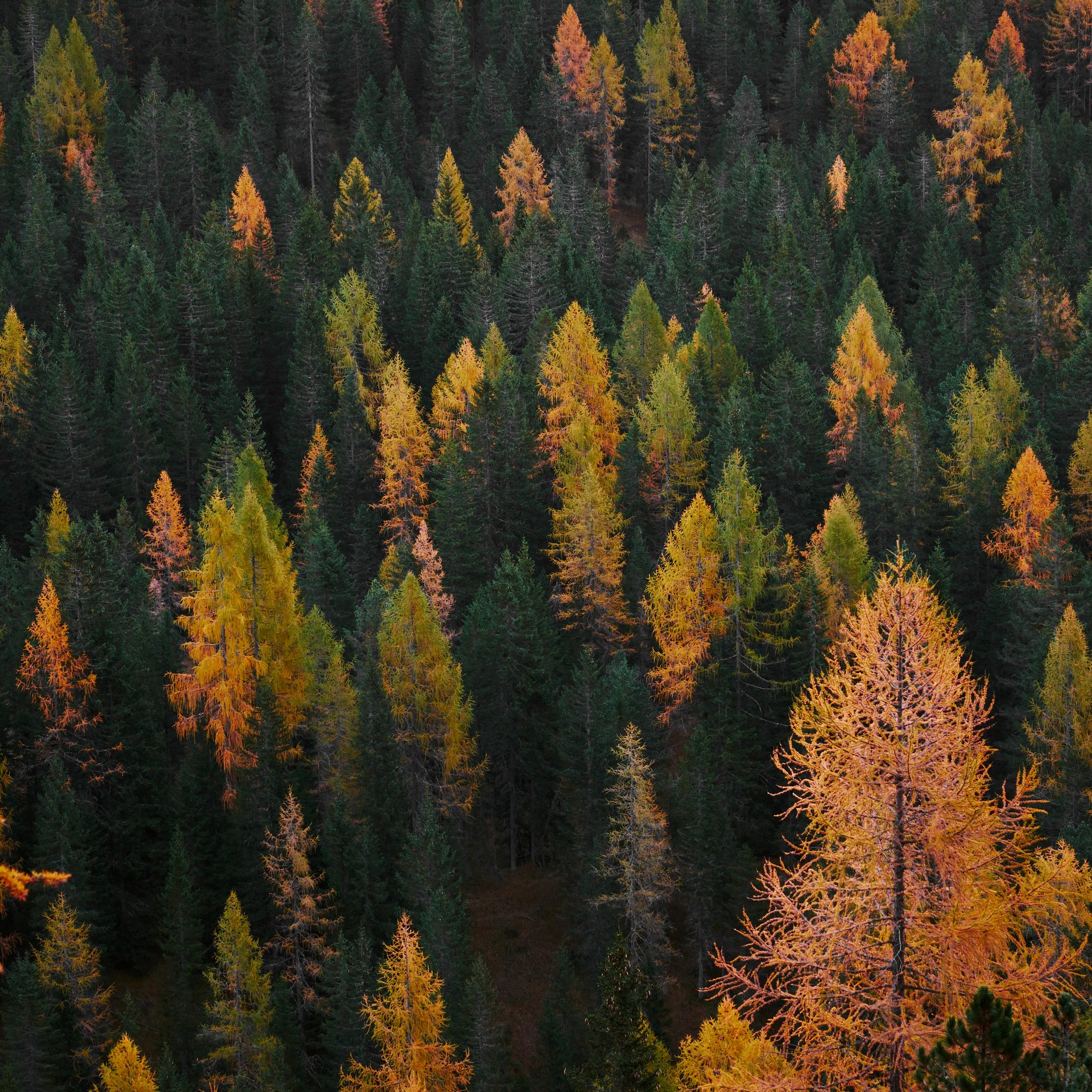 Autumn Forest Landscape with Pines - Wallpapers for Samsung Galaxy Tab in 1920x1920 resolution
