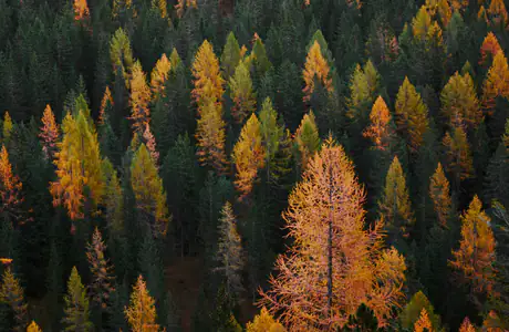 Full HD Nature wallpapers (1920x1080): autumn, forest, trees, pine