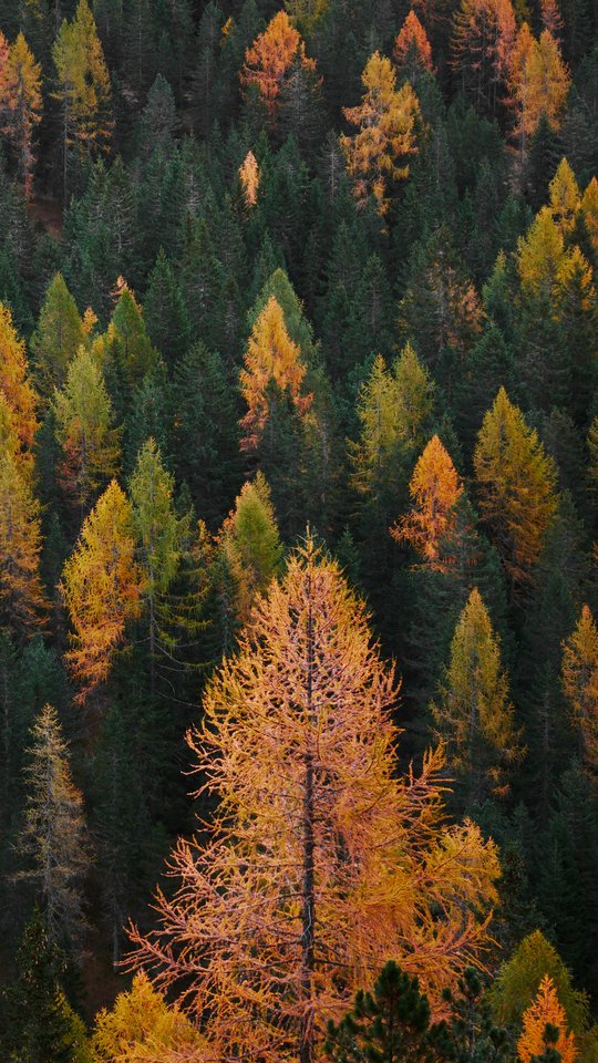 Autumn Forest Landscape with Pines - Wallpapers for Samsung, HTC, Sony in 540x960 resolution