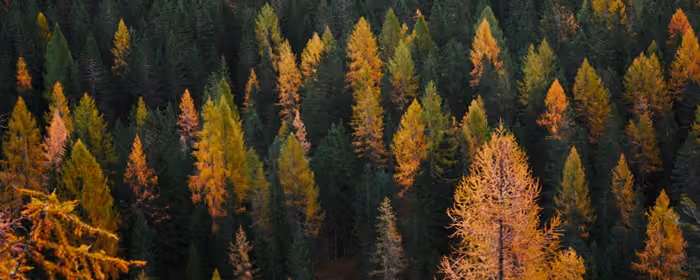 Nature wallpapers: autumn, forest, trees, pine