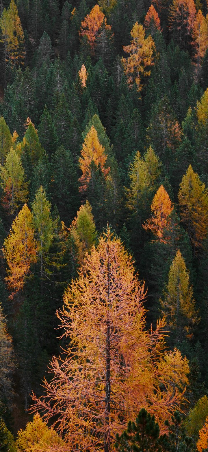 Autumn Forest Landscape with Pines - Wallpapers for Samsung Galaxy A11/A20e/A20/M11, Xiaomi Redmi 9A/9C, POCO C40 in 720x1560 resolution