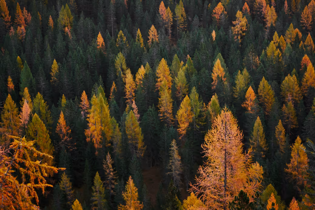 Autumn Forest Landscape with Pines — desktop and phone wallpaper, free download