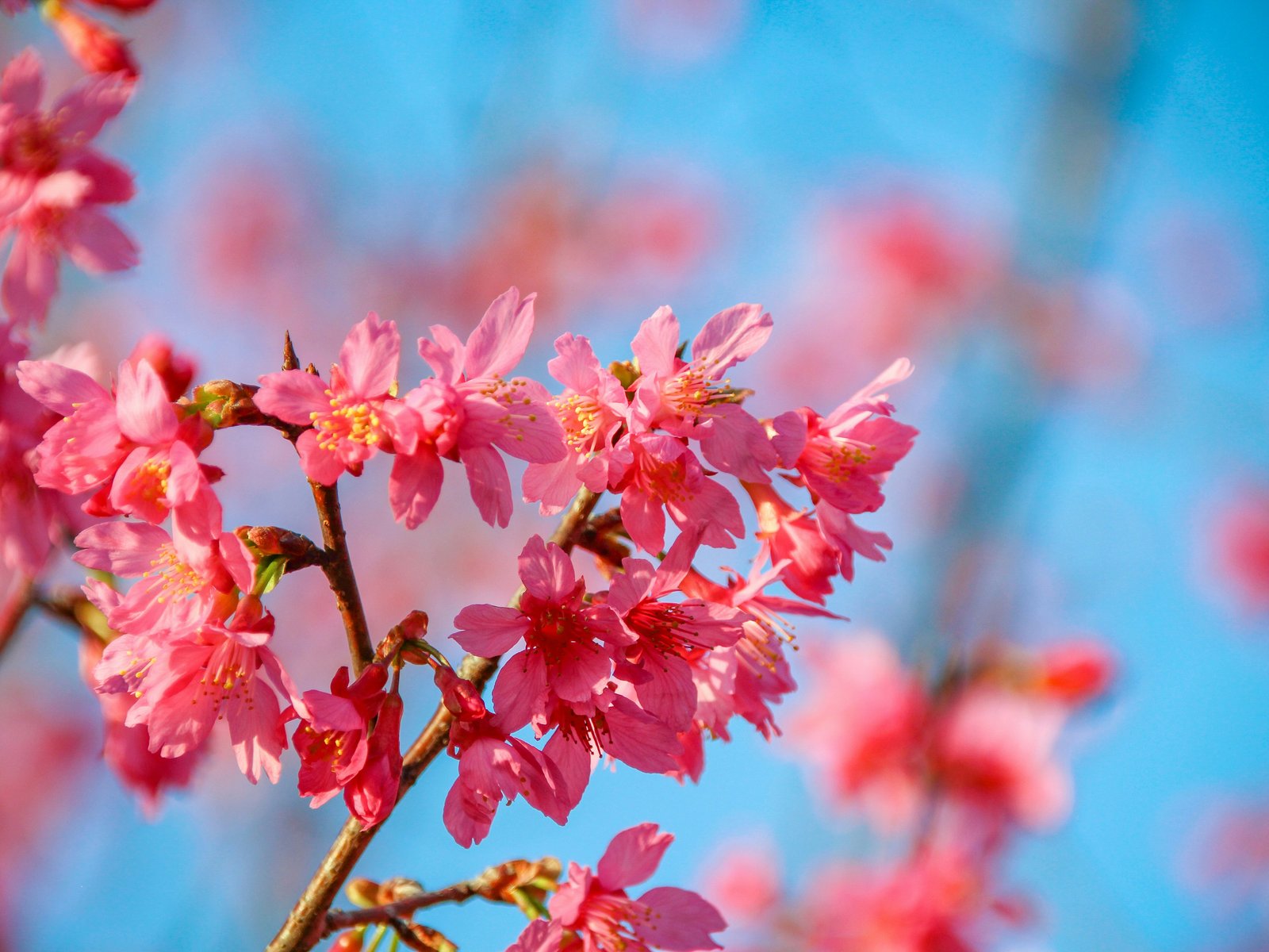 Cherry blossom in full bloom with blue sky - UXGA wallpapers in 1600x1200 resolution