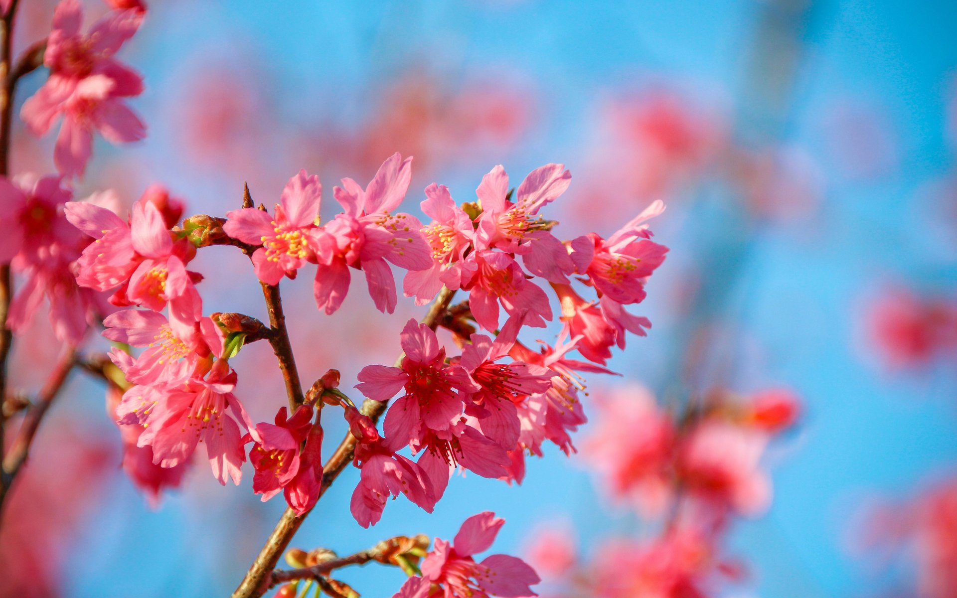 Cherry blossom in full bloom with blue sky - WUXGA wallpapers in 1920x1200 resolution