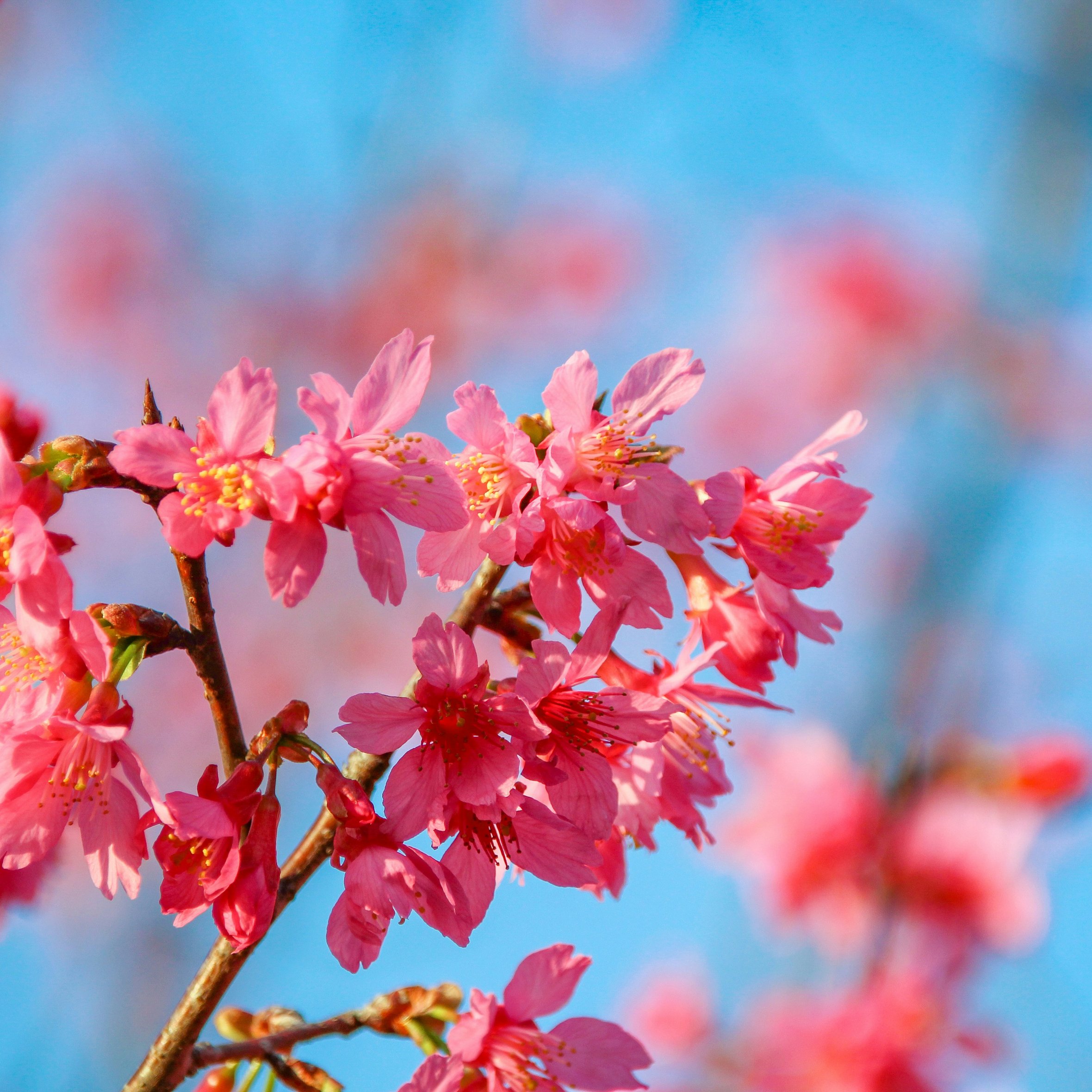 Cherry blossom in full bloom with blue sky - Wallpapers for iPad Air 10.9″ in 2360x2360 resolution