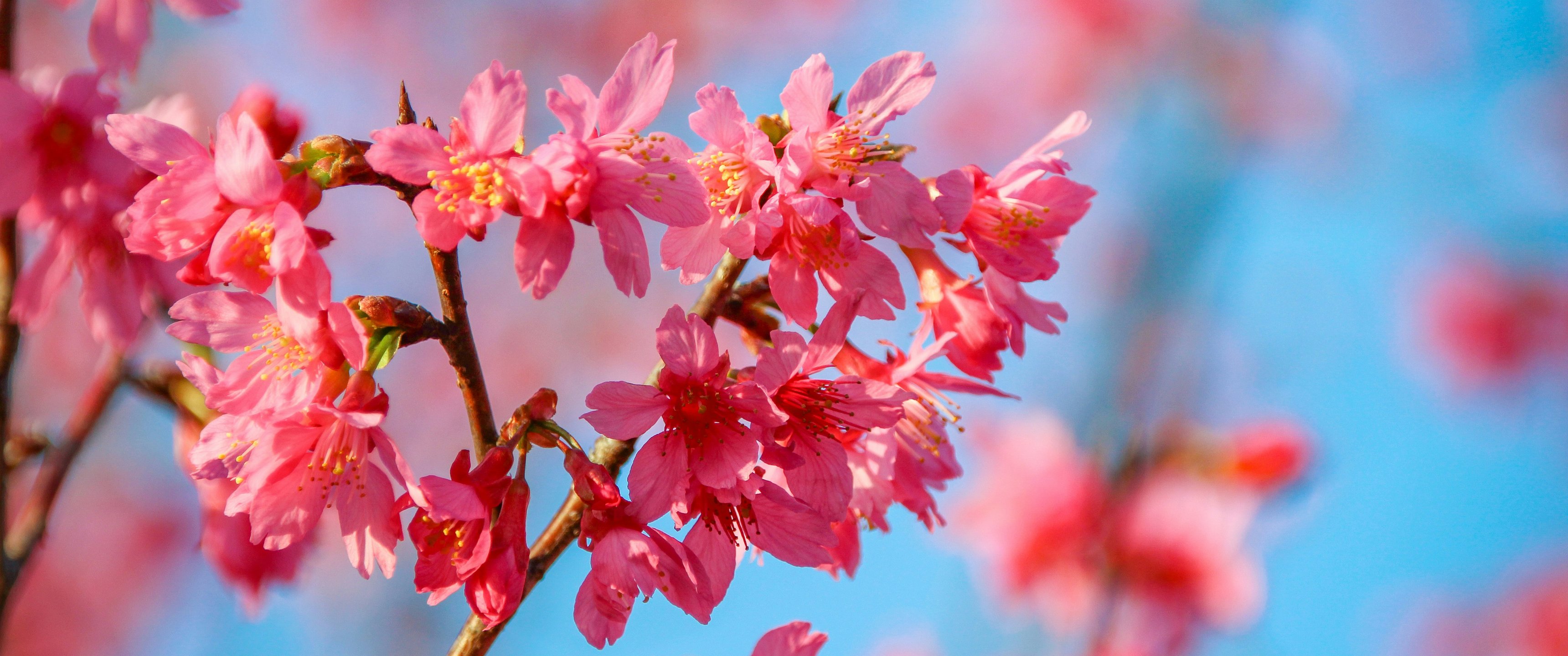 Cherry blossom in full bloom with blue sky - UltraWide 21:9 wallpapers in 3440x1440 resolution