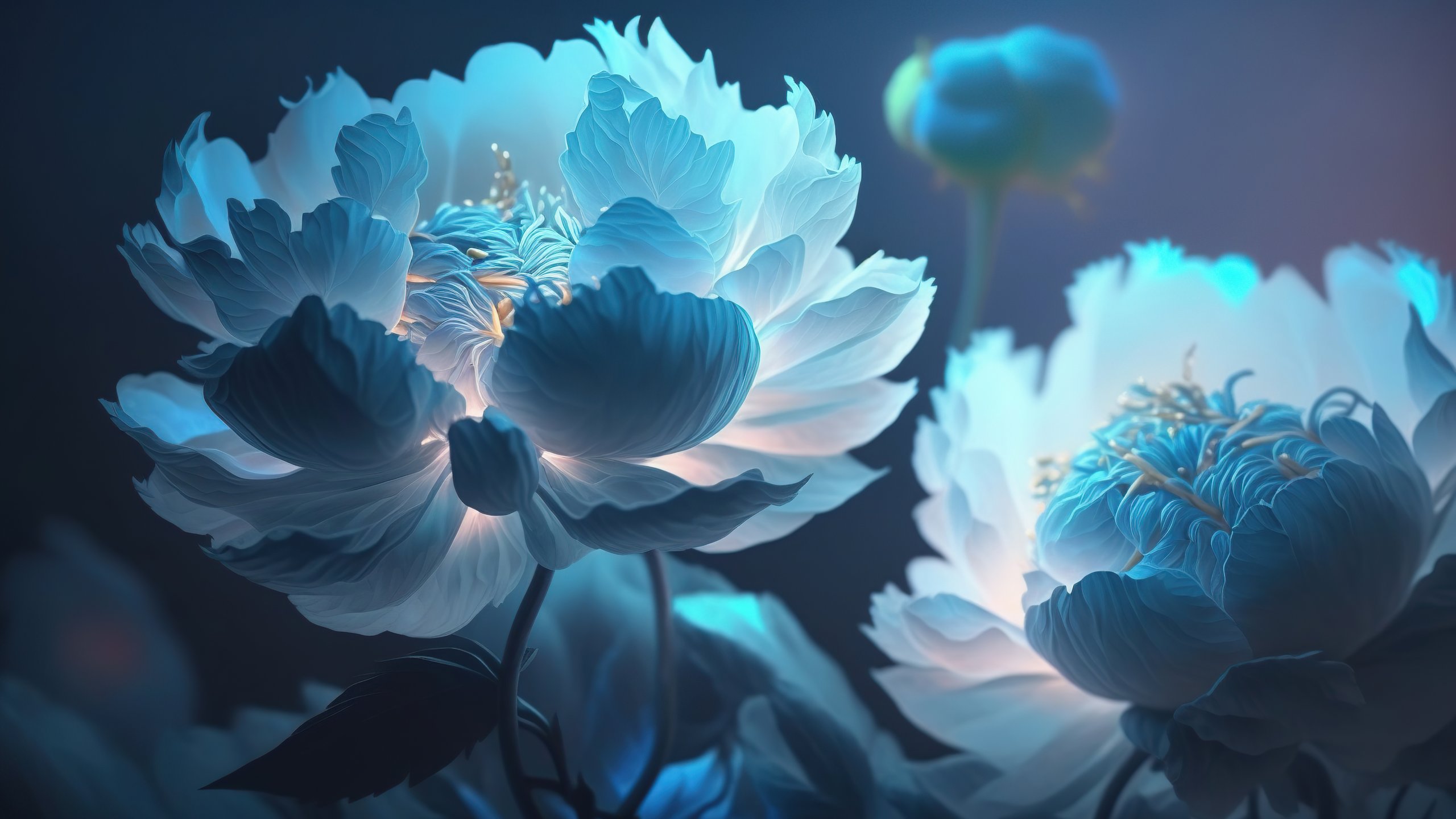Delicate White Flowers Close-Up - 2K Quad HD wallpapers in 2560x1440 resolution