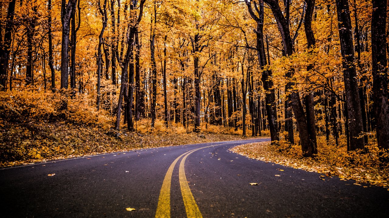Autumn Road Through a Yellow Forest - HDV 720p wallpapers in 1280x720 resolution