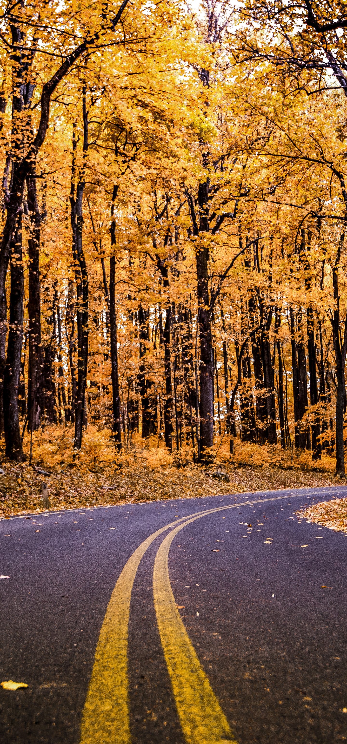 Autumn Road Through a Yellow Forest - Wallpapers for Samsung Galaxy S22 Ultra/S23 Ultra in 1440x3088 resolution
