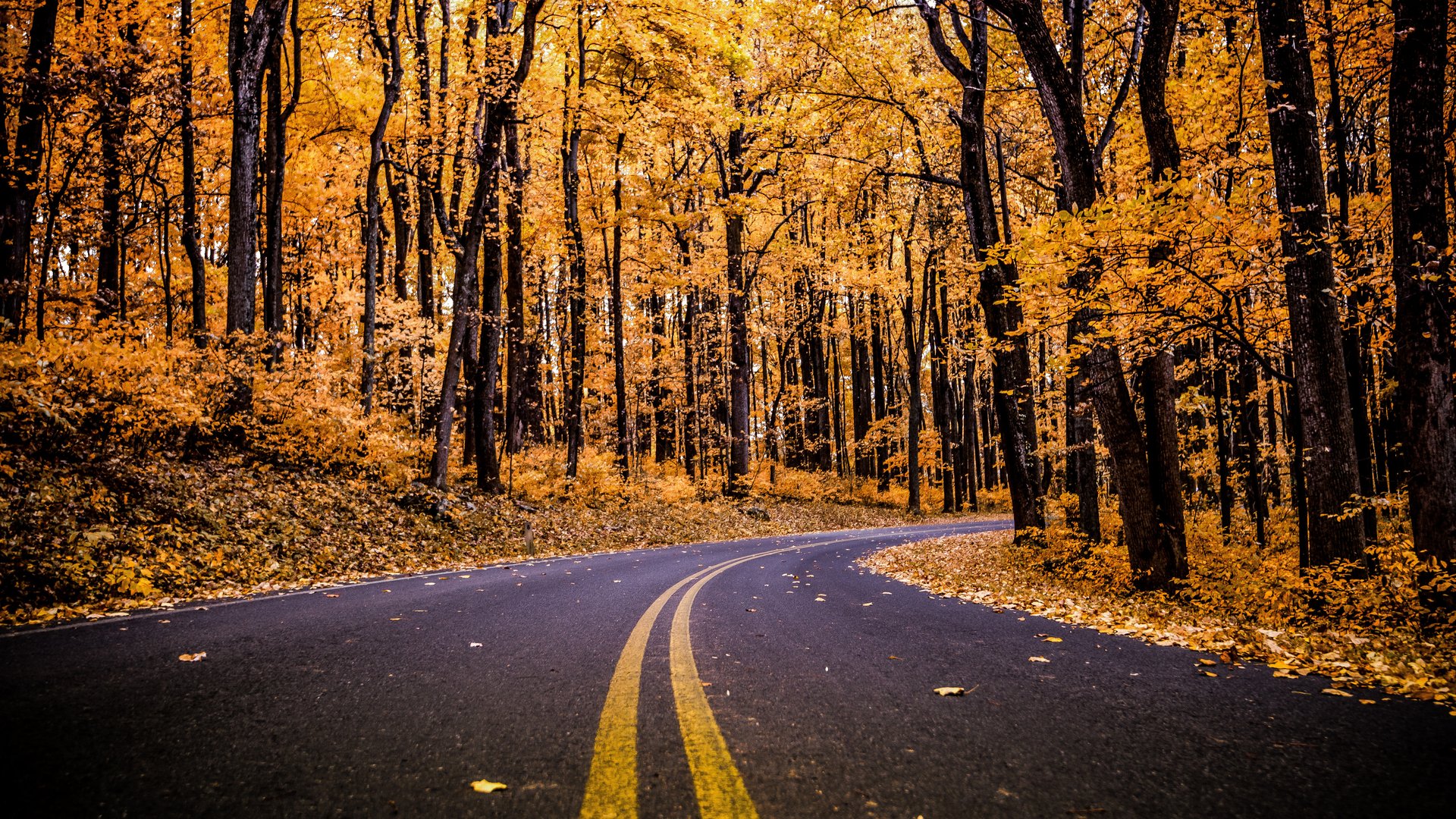 Autumn Road Through a Yellow Forest - Full HD wallpapers in 1920x1080 resolution