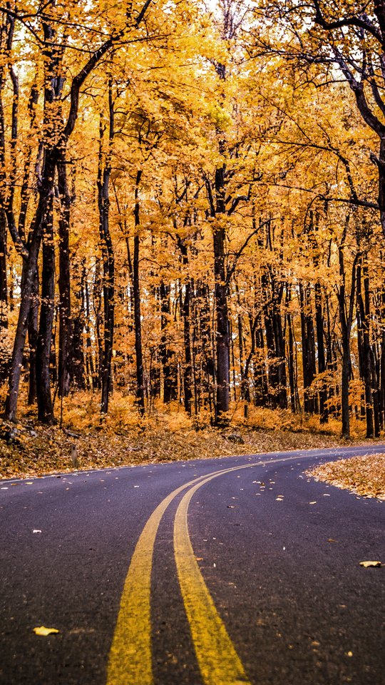 Autumn Road Through a Yellow Forest - Wallpapers for Samsung, HTC, Sony in 540x960 resolution