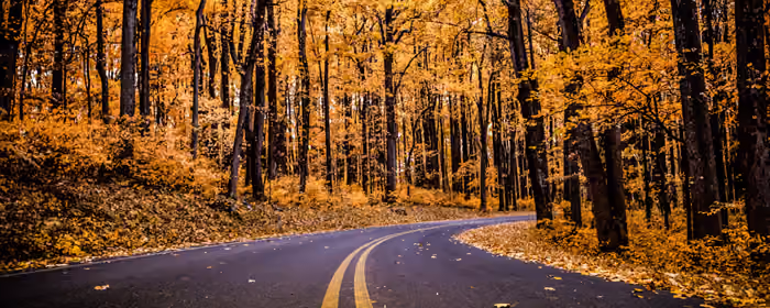 UltraWide 21:9 Highway wallpapers (3440x1440): autumn, road, forest, autumn leaves