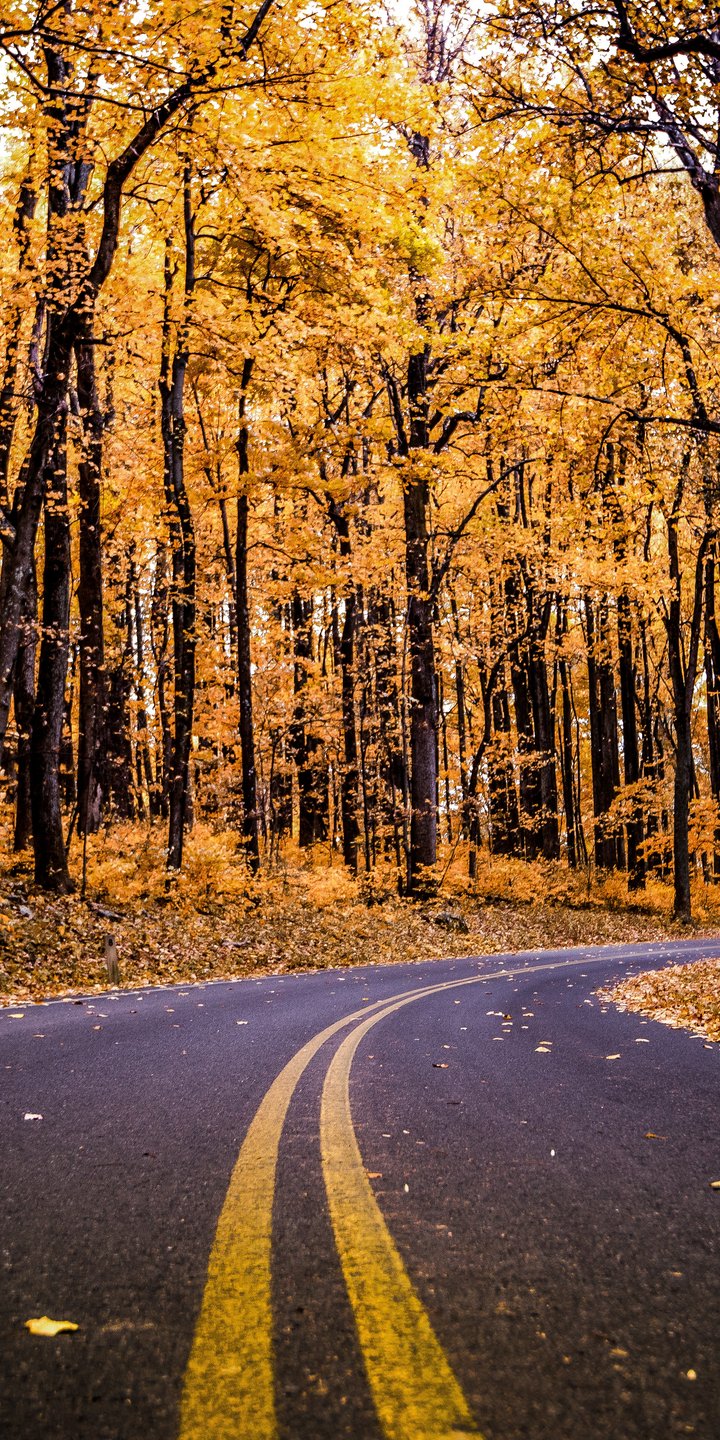 Autumn Road Through a Yellow Forest - Wallpapers for Samsung Galaxy A03s, Xiaomi Redmi 7A, POCO C3 in 720x1440 resolution