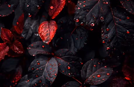 WSVGA Dew wallpapers (1024x600): leaves, drops, darkness, close-up