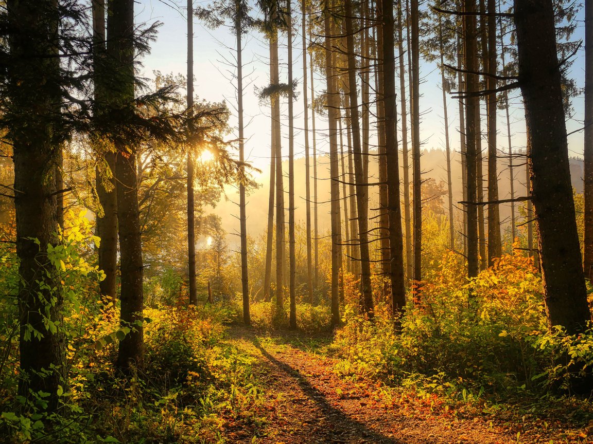 Autumn forest in the morning in the sun - XGA+ wallpapers in 1152x864 resolution