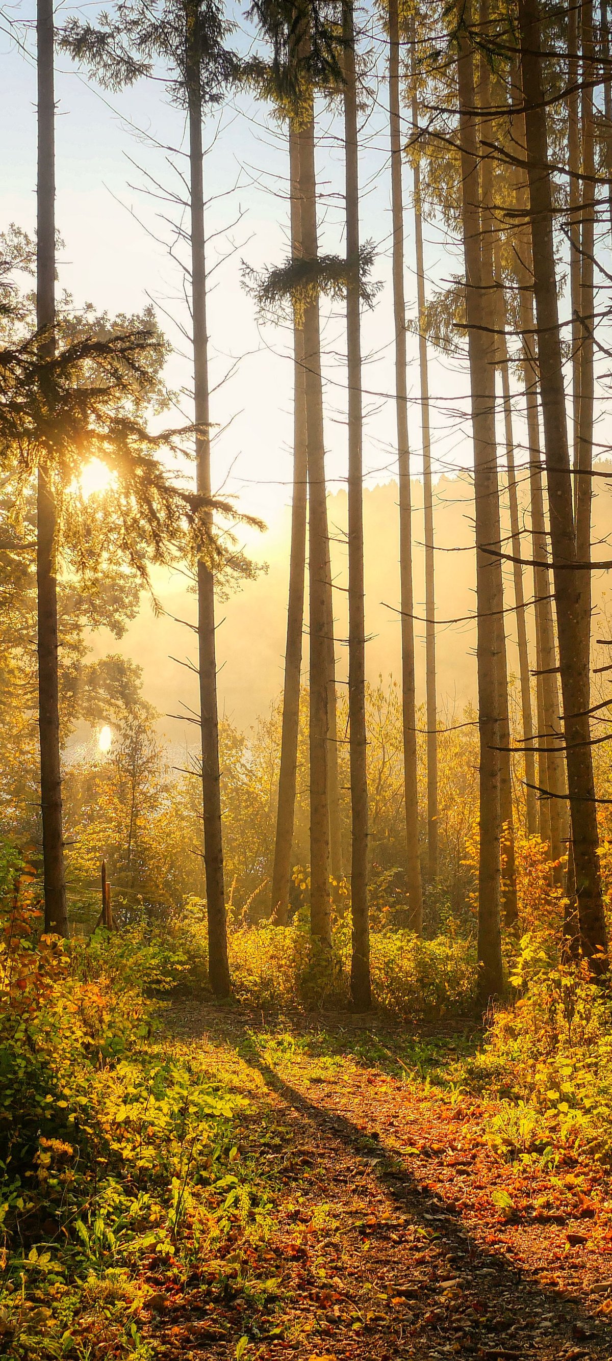 Autumn forest in the morning in the sun - Wallpapers for Xiaomi 15 in 1200x2670 resolution