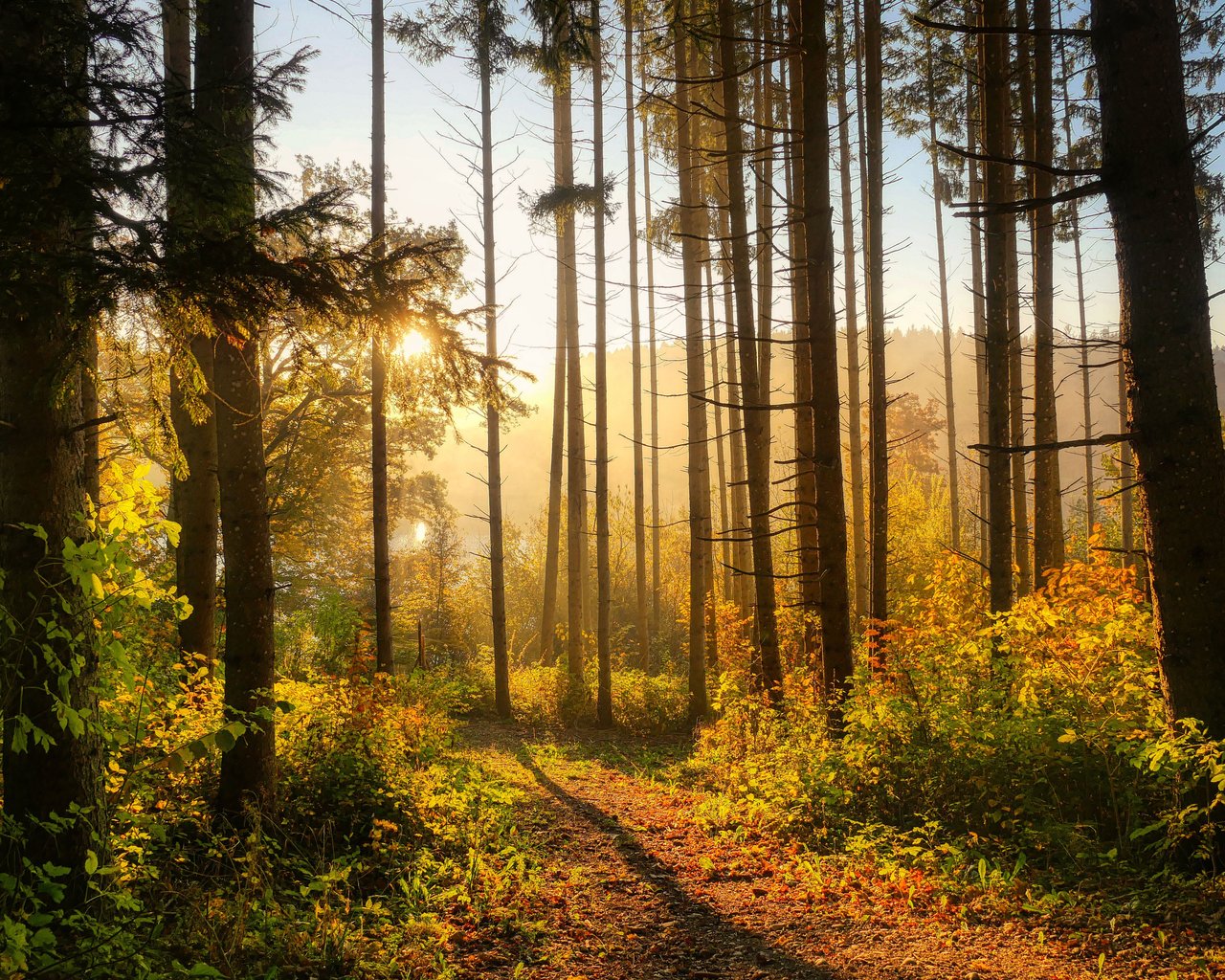 Autumn forest in the morning in the sun - SXGA wallpapers in 1280x1024 resolution