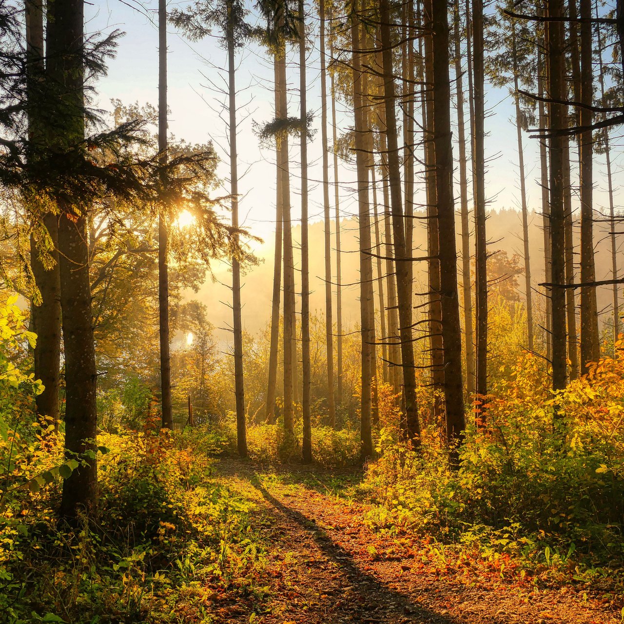 Autumn forest in the morning in the sun - Wallpapers for Lenovo, Huawei in 1280x1280 resolution