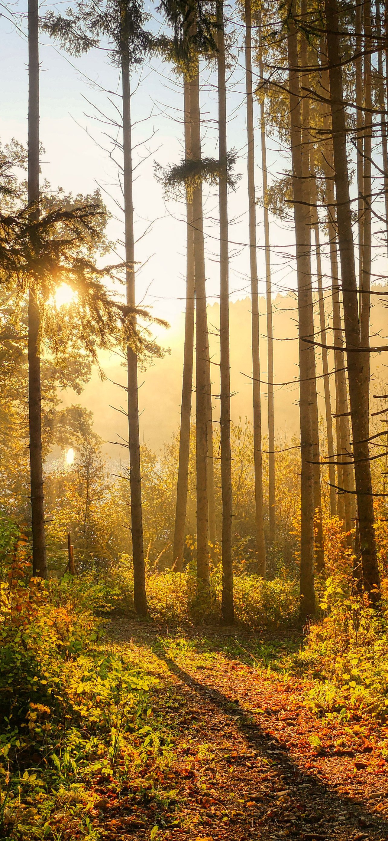 Autumn forest in the morning in the sun - Wallpapers for iPhone 13 Pro Max/12 Pro Max/14 Plus in 1284x2778 resolution