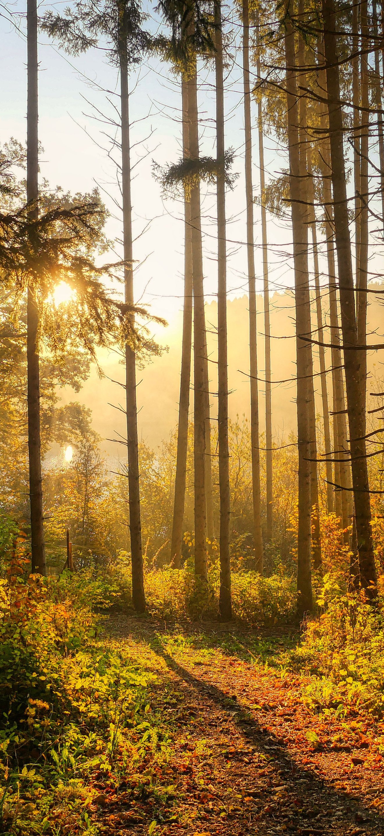 Autumn forest in the morning in the sun - Wallpapers for iPhone 18 Pro Max/17 Pro Max/16 Pro Max in 1320x2868 resolution