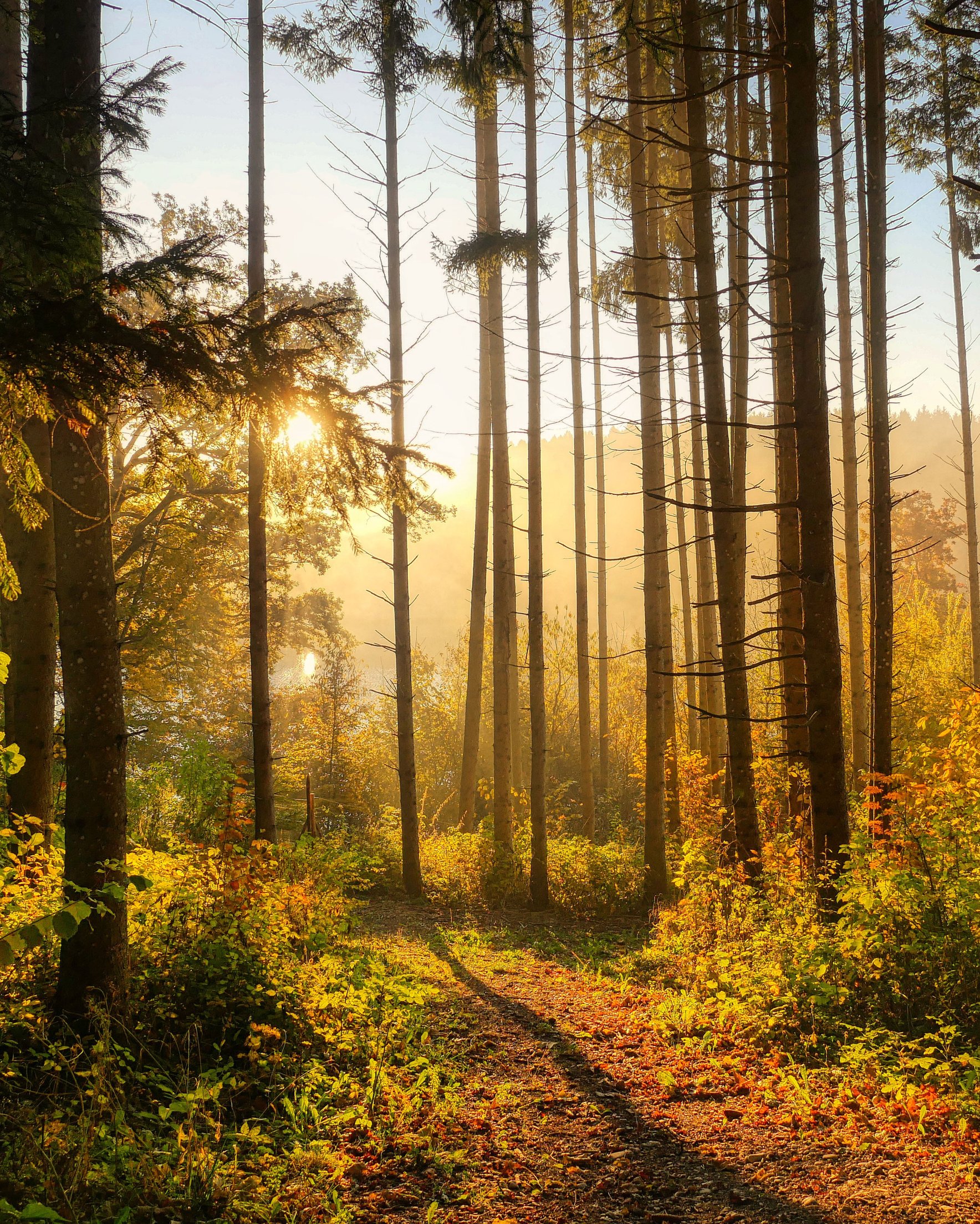 Autumn forest in the morning in the sun - Wallpapers for Samsung Galaxy Z Fold 2/3 in 1768x2208 resolution
