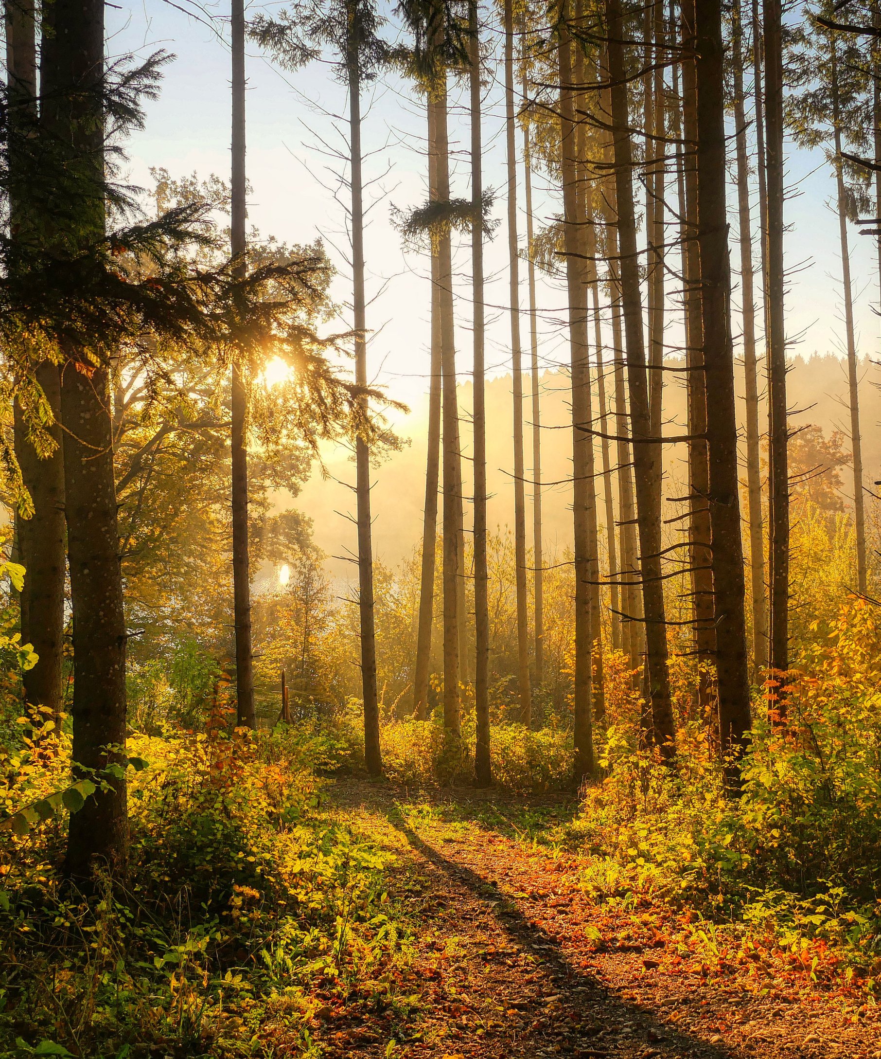 Autumn forest in the morning in the sun - Wallpapers for Samsung Galaxy Z Fold4/Z Fold5/Z Fold6 in 1812x2176 resolution