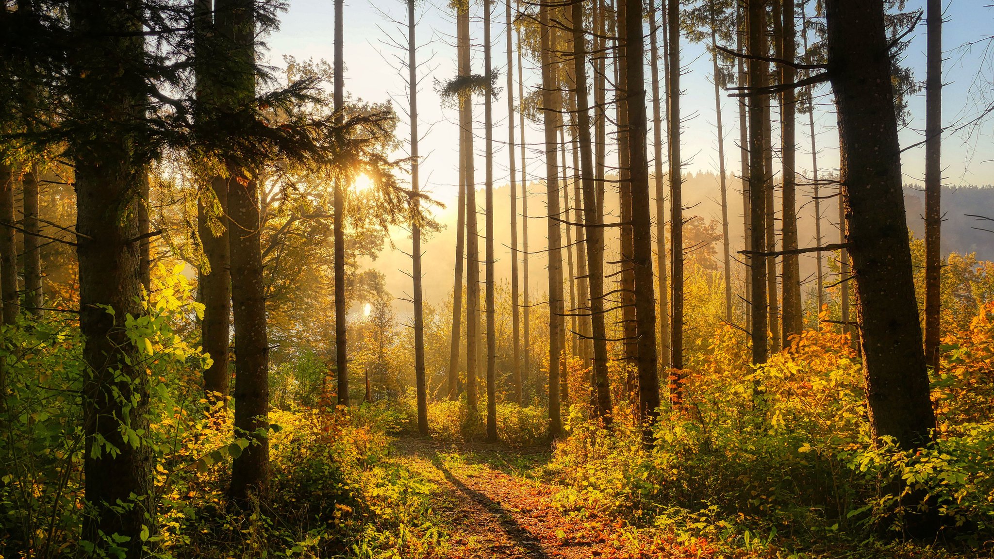 Autumn forest in the morning in the sun - QWXGA wallpapers in 2048x1152 resolution