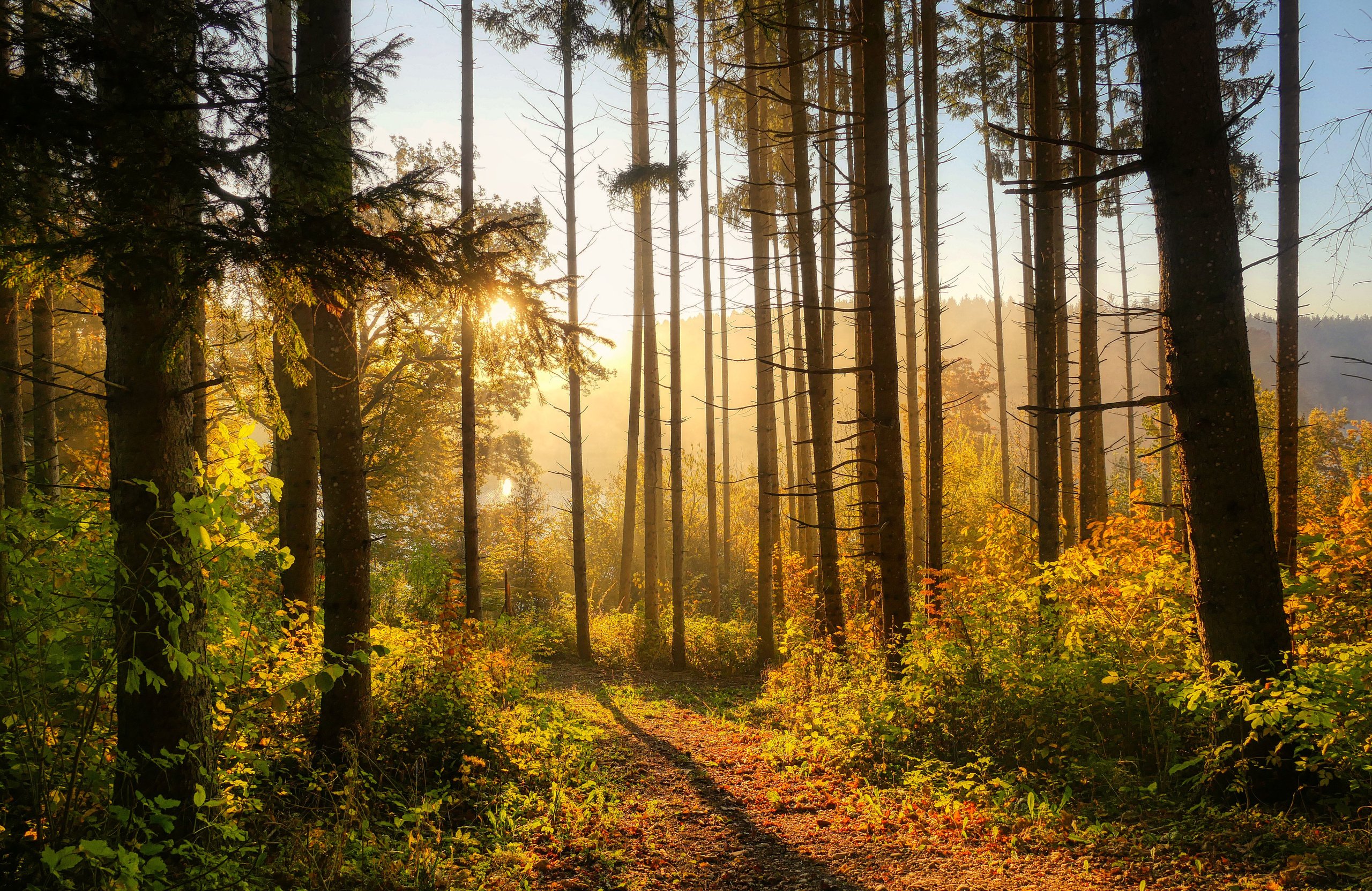 Autumn forest in the morning in the sun - Wallpapers for Apple MacBook Air 13 M2″ in 2560x1664 resolution