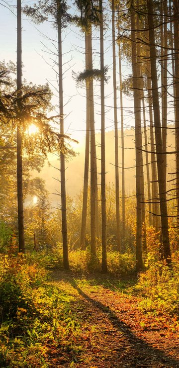 Autumn forest in the morning in the sun - Wallpapers for Samsung in 360x740 resolution