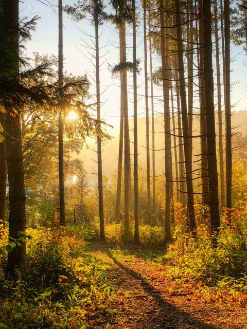 Autumn forest in the morning in the sun - Wallpapers for HTC/BlackBerry in 480x640 resolution