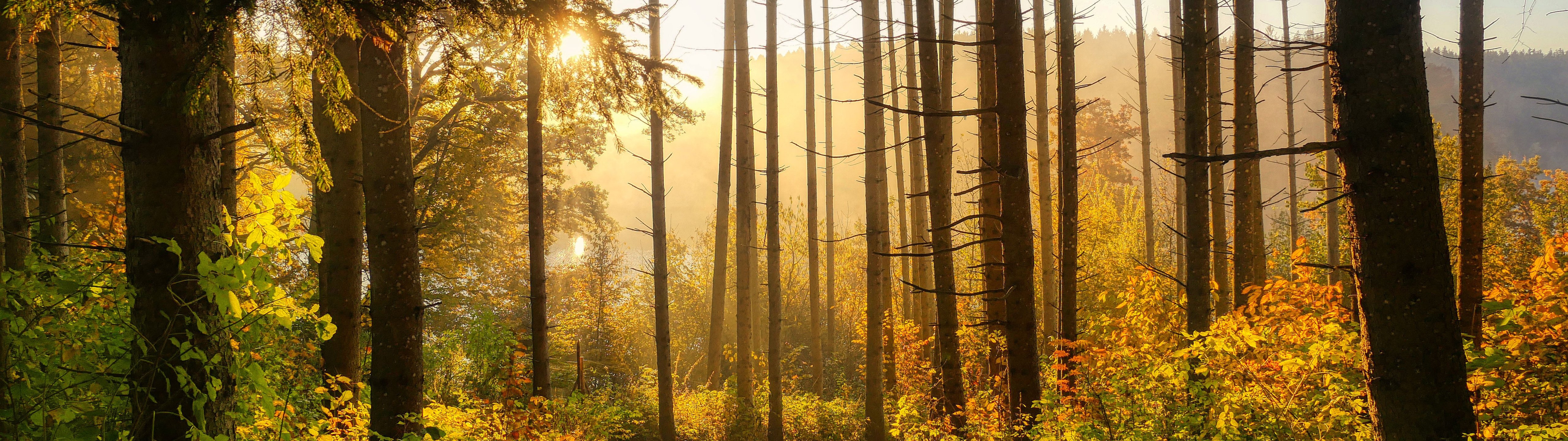 Autumn forest in the morning in the sun - UltraWide 32:9 wallpapers in 5120x1440 resolution