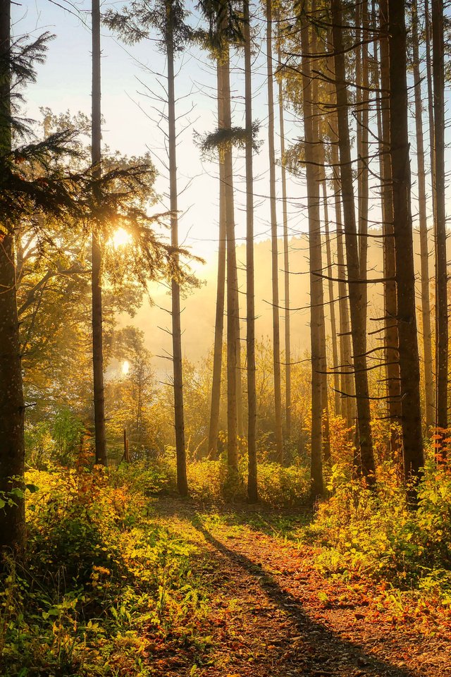 Autumn forest in the morning in the sun - Wallpapers for iPhone 4/4S in 640x960 resolution