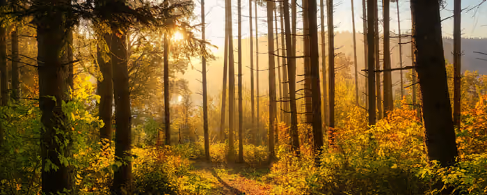 UltraWide 32:9 wallpapers (3840x1080): autumn, forest, path, sunshine