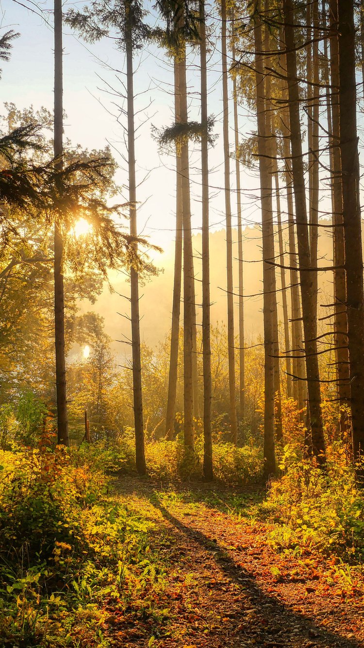 Autumn forest in the morning in the sun - Wallpapers for iPhone 6/6S/7/8/SE2/SE3 in 750x1334 resolution