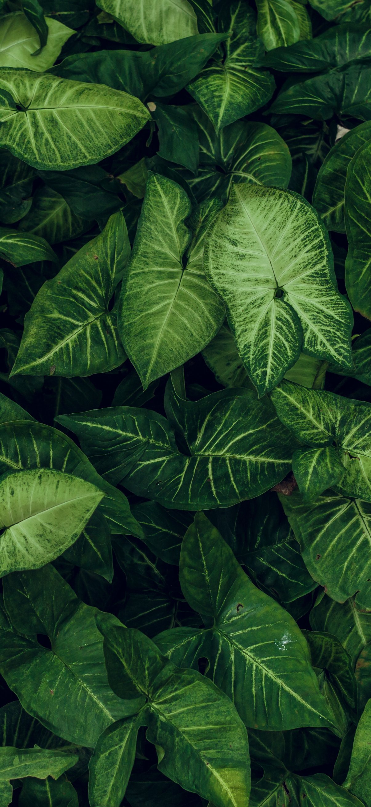 Green Leaves in a Garden Close-Up - Wallpapers for iPhone 18 Pro/18/17 Pro/17/16 Pro in 1206x2622 resolution
