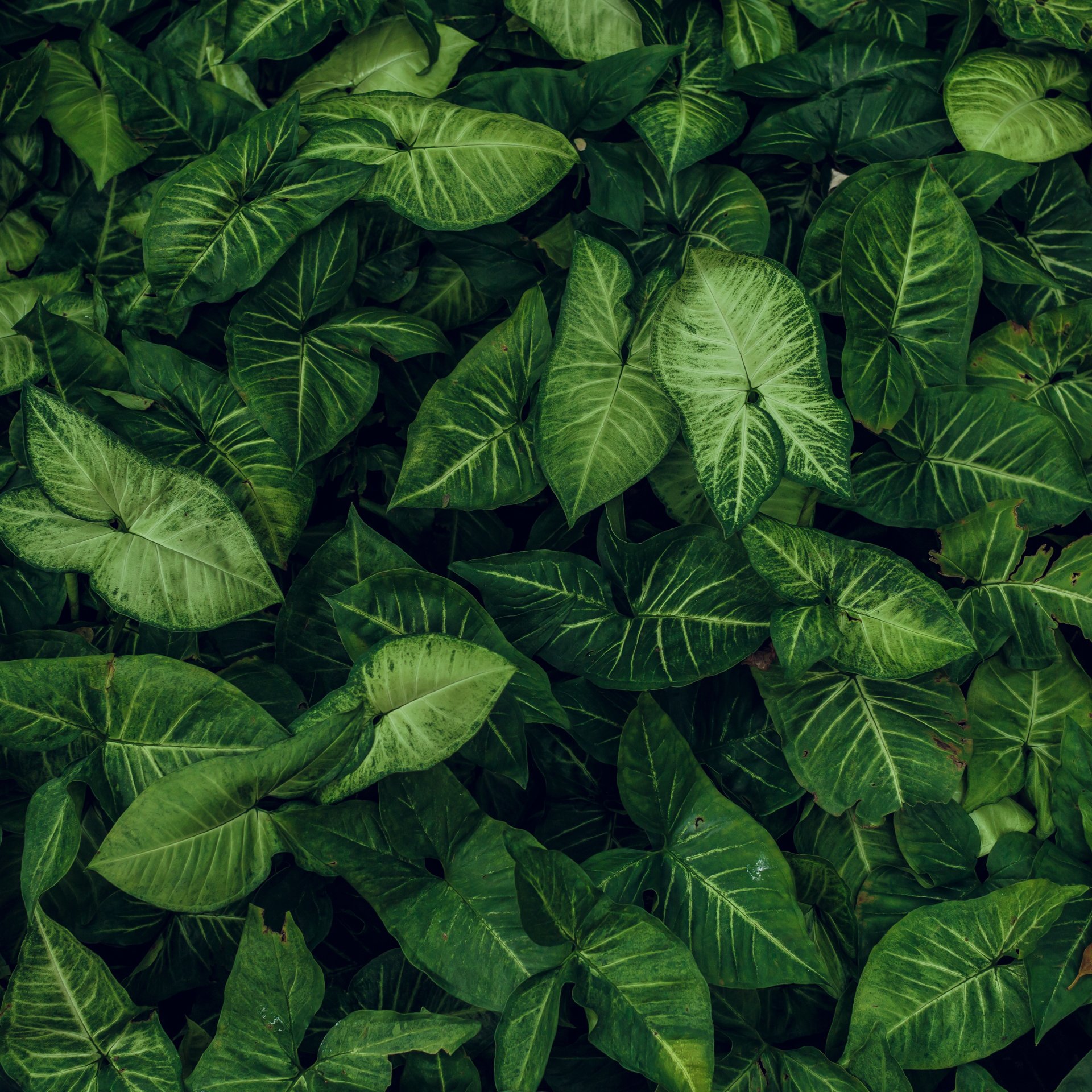 Green Leaves in a Garden Close-Up - Wallpapers for Samsung Galaxy Tab in 1920x1920 resolution
