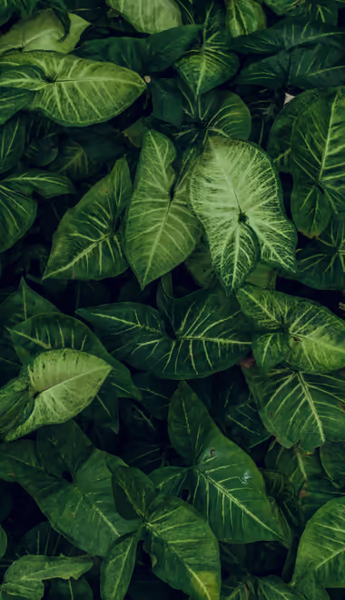 Pattern Wallpapers for Samsung Galaxy Z Flip6, Motorola Razr 2025 (1080x2640): leaves, greenery, garden, close-up