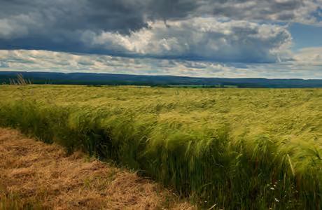 Nature wallpapers: rye, field, clouds, sky