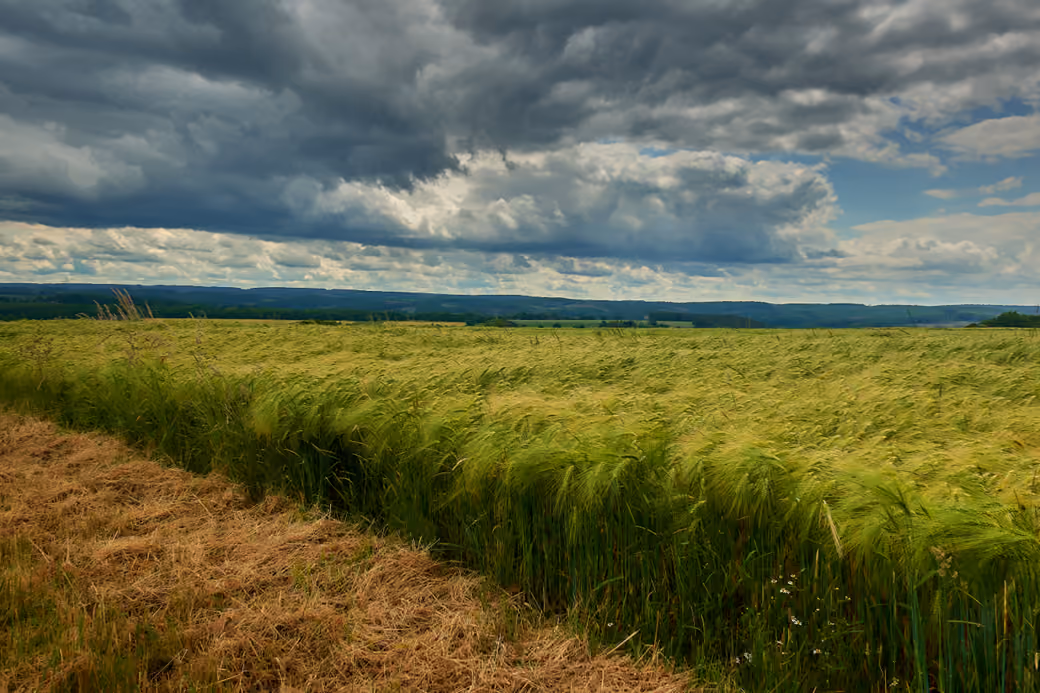 Rye Field Beneath Heavy Clouds — desktop and phone wallpaper, free download
