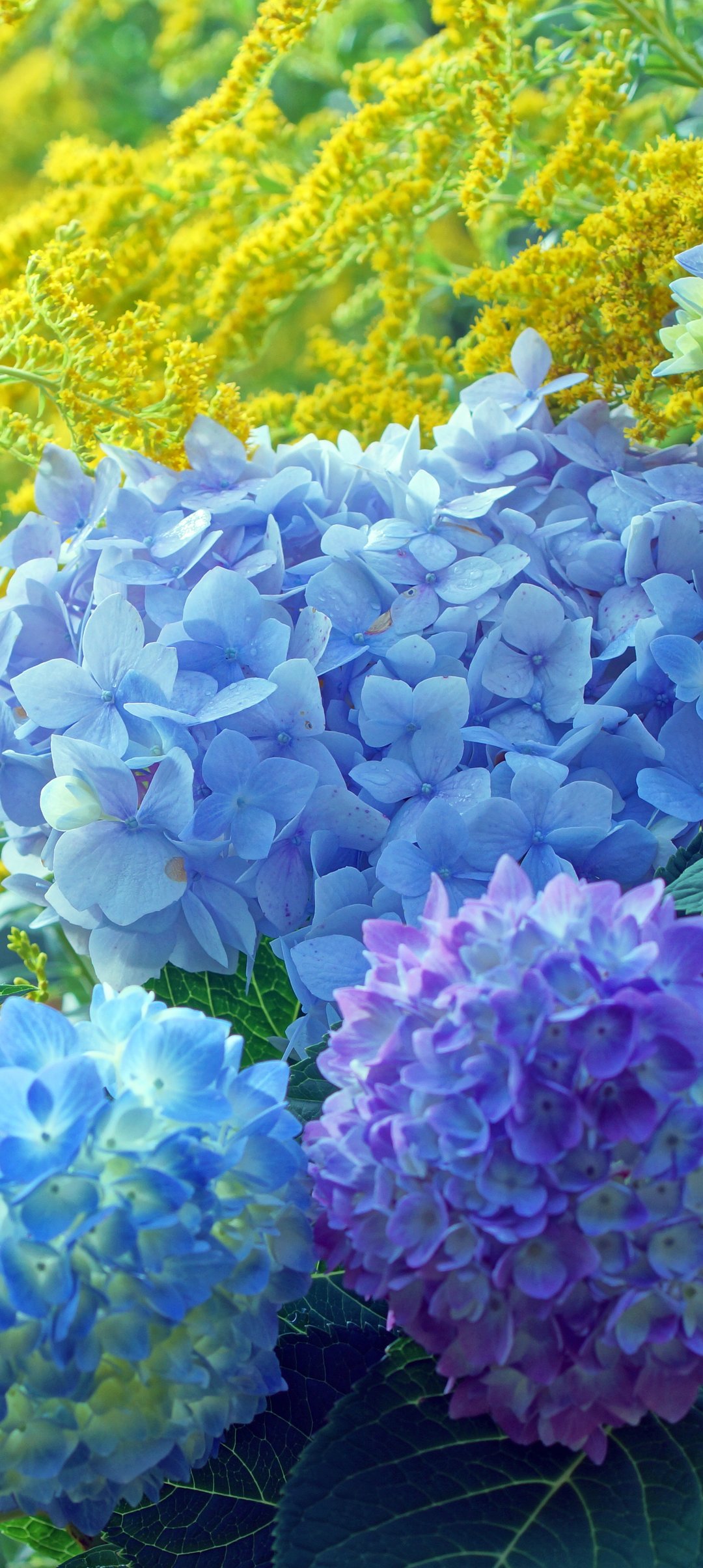 Blue and Purple Hydrangea Garden - Wallpapers for Samsung Galaxy A13/A14/A53, Realme 12 Pro 5G, POCO M5 in 1080x2408 resolution