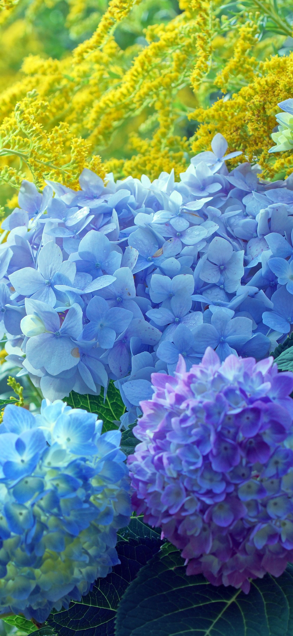 Blue and Purple Hydrangea Garden - Wallpapers for iPhone 14 Pro/15 Pro in 1179x2556 resolution