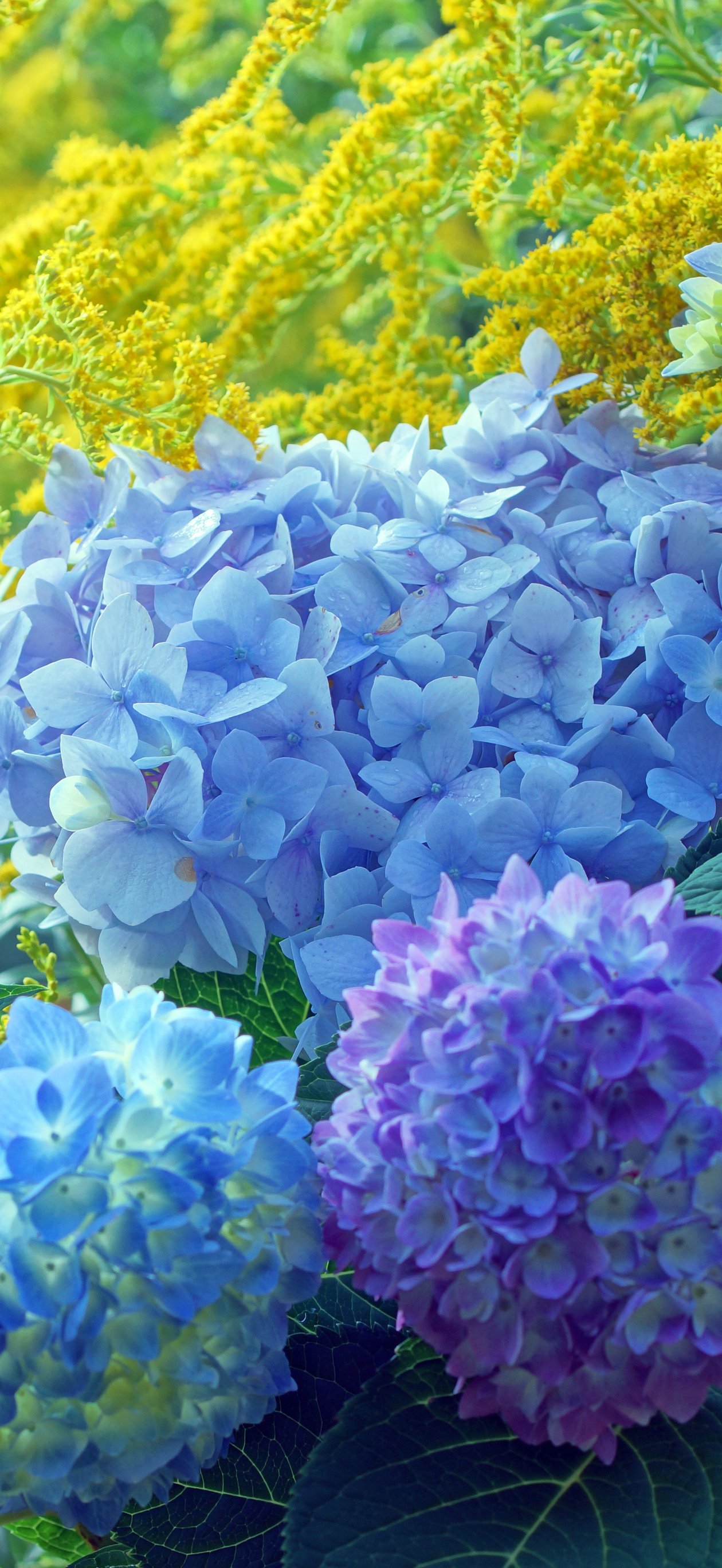 Blue and Purple Hydrangea Garden - Wallpapers for iPhone Air in 1260x2736 resolution