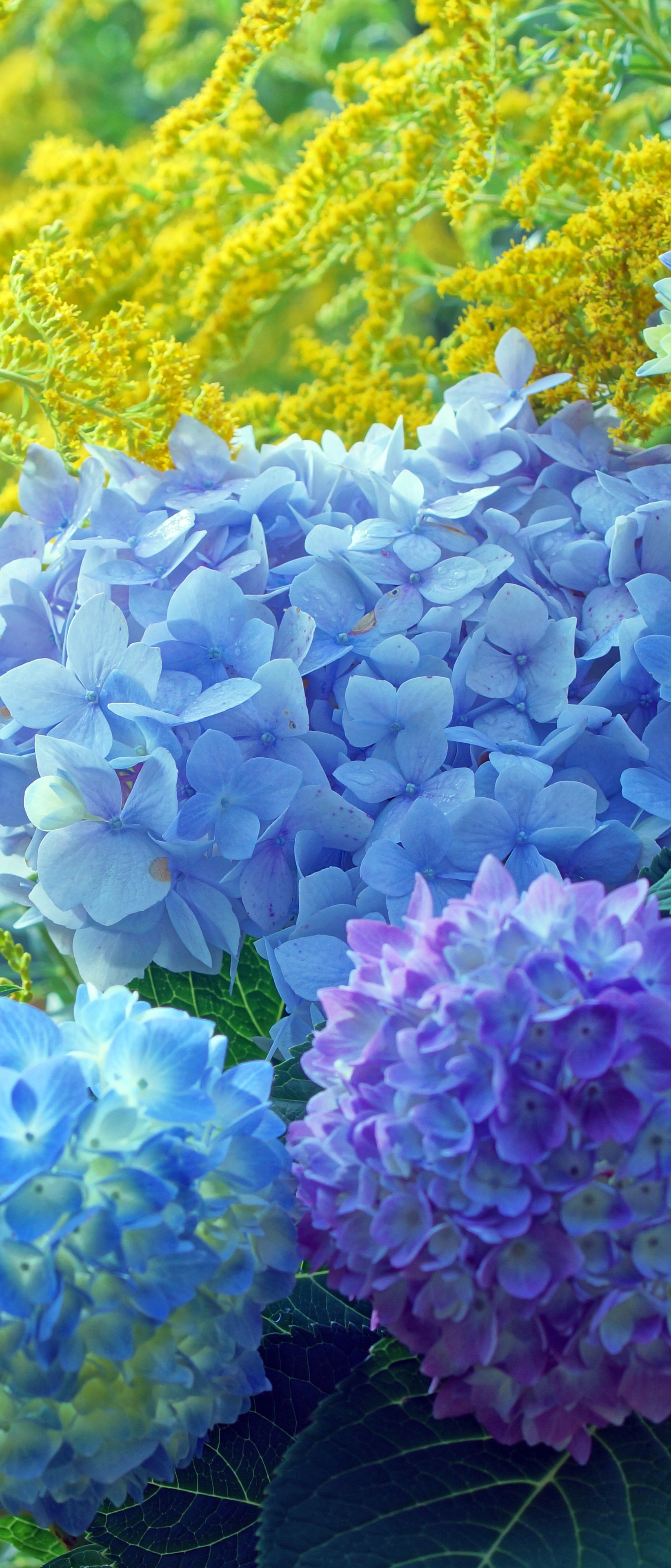 Blue and Purple Hydrangea Garden - Wallpapers for Sony Xperia 1/Xperia 1 III/Xperia PRO-I in 1644x3840 resolution