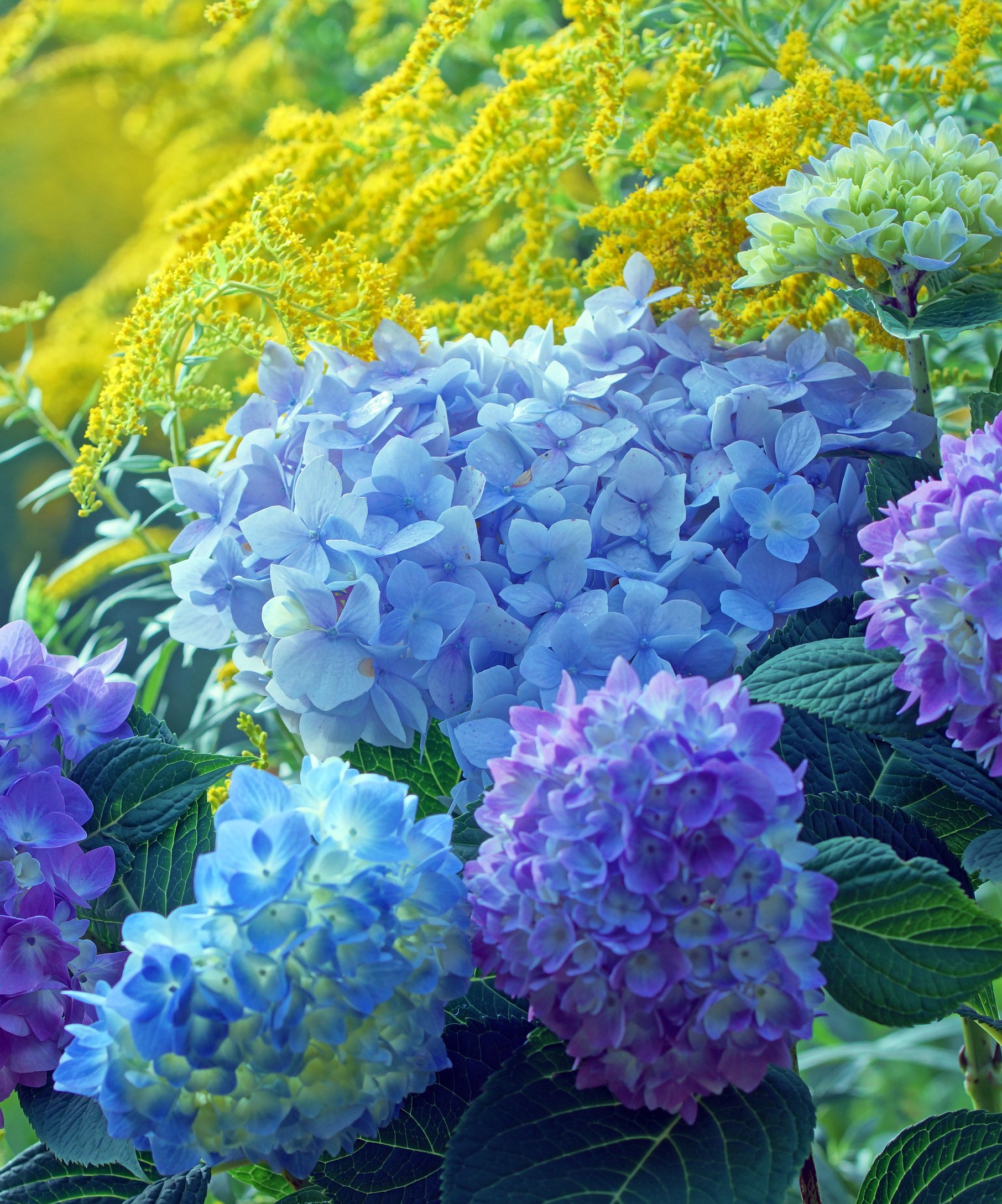 Blue and Purple Hydrangea Garden - Wallpapers for Samsung Galaxy Z Fold4/Z Fold5/Z Fold6 in 1812x2176 resolution